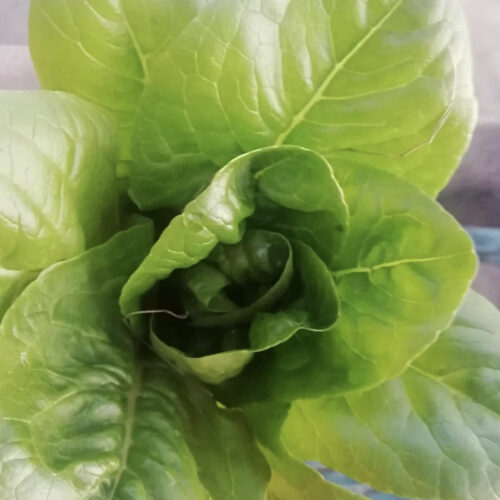 Little Gem Butterhead Lettuce Seeds | Organic