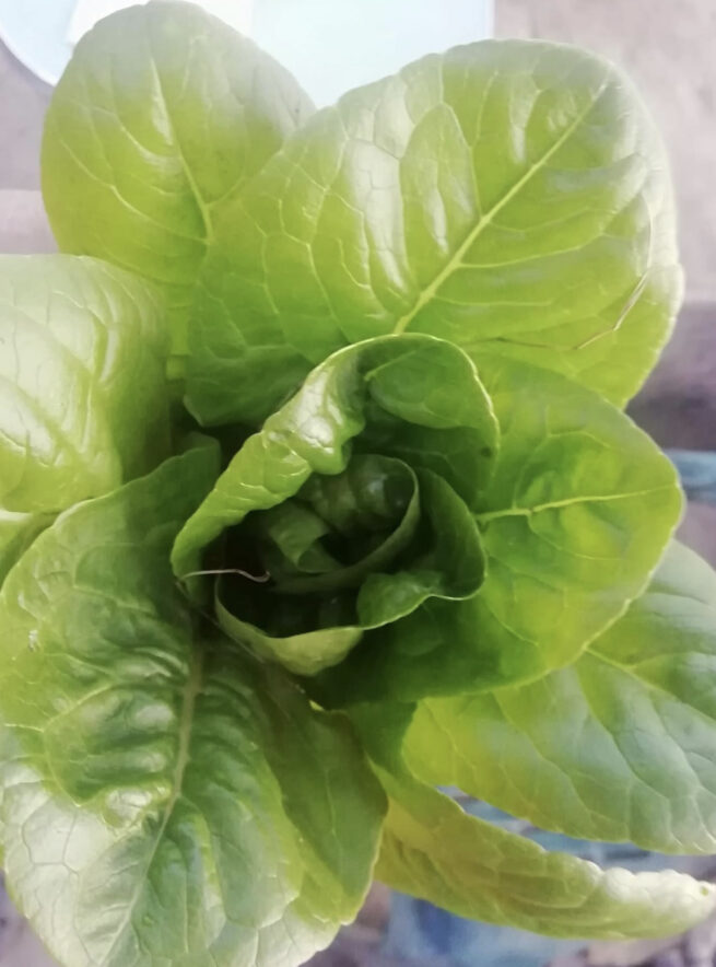 Little Gem Butterhead Lettuce Seeds | Organic