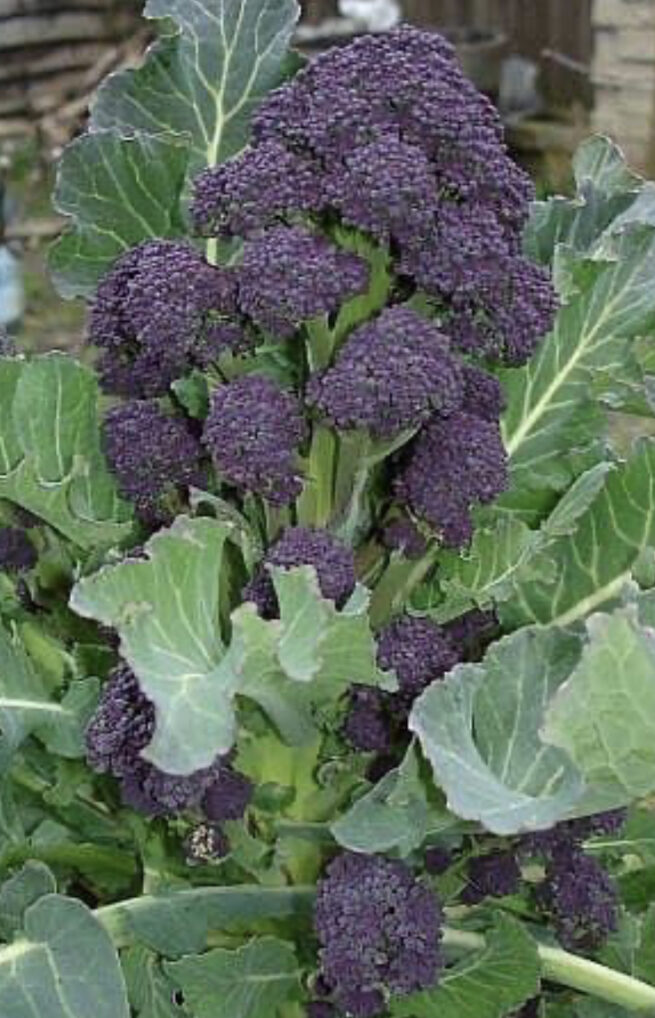 Purple Sprouting Broccoli Seeds | Heirloom | Organic