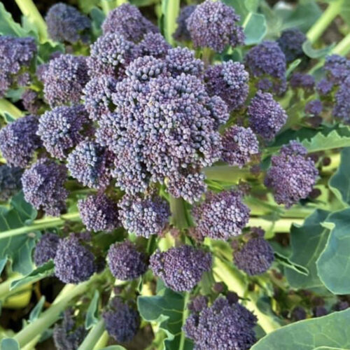 Purple Sprouting Broccoli Seeds | Heirloom | Organic