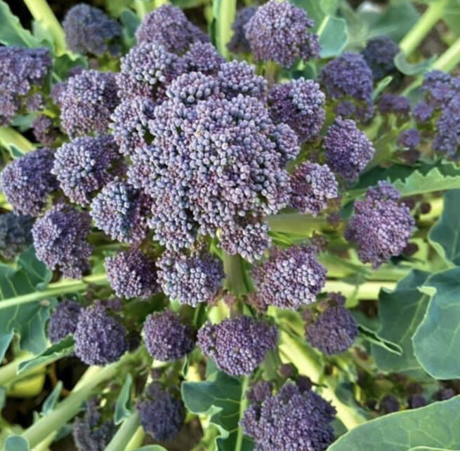 Purple Sprouting Broccoli Seeds | Heirloom | Organic