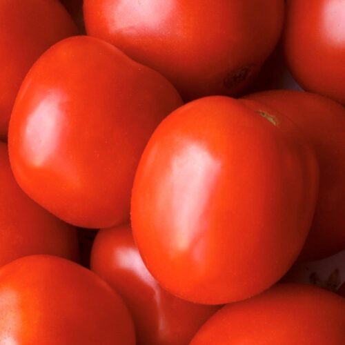 Saucy Lady Tomato Seeds | Organic