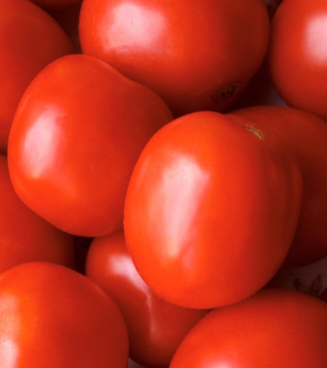 Saucy Lady Tomato Seeds | Organic