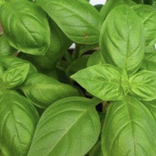 Sweet Basil Seeds | Heirloom | Organic