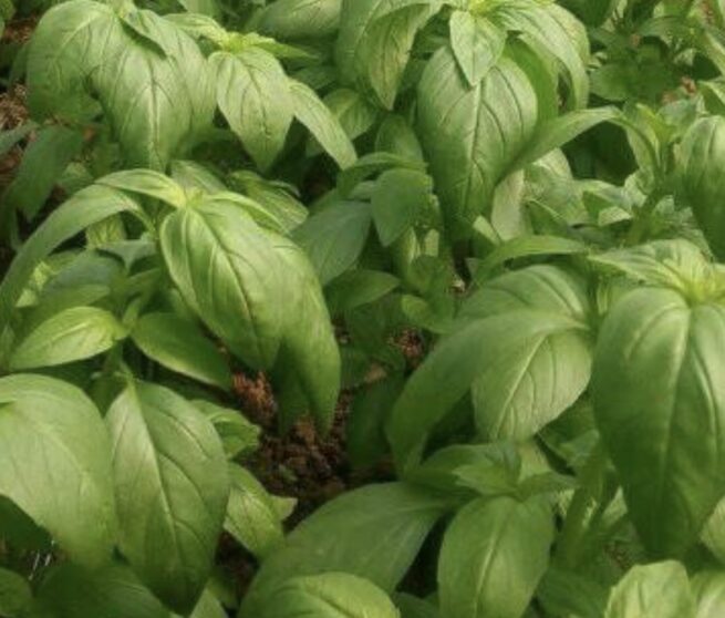 Sweet Basil Seeds | Heirloom | Organic