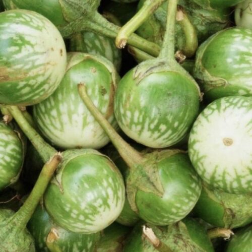 Thai Round Eggplant Seeds | Heirloom | Organic