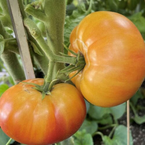 Dwarf Wherokowhai Tomato Seeds | Heirloom | Organic