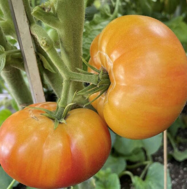 Dwarf Wherokowhai Tomato Seeds | Heirloom | Organic