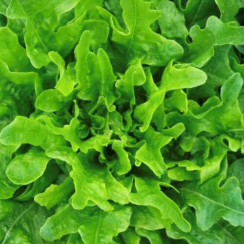 Oakleaf Lettuce Seeds | Heirloom | Organic