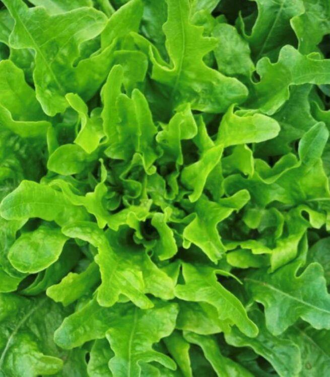 Oakleaf Lettuce Seeds | Heirloom | Organic