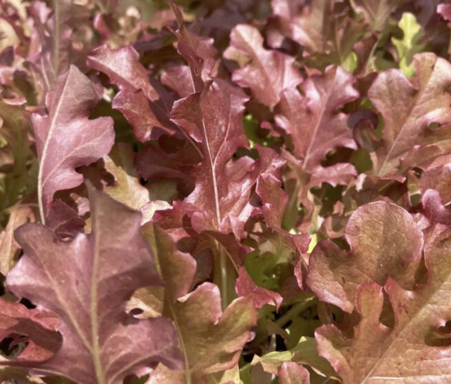 Red Salad Bowl Leaf Lettuce Seeds | Heirloom | Organic