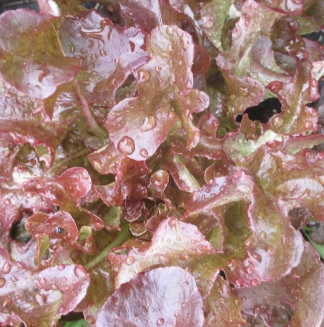 Red Salad Bowl Leaf Lettuce Seeds | Heirloom | Organic