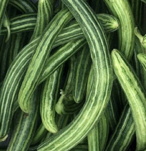 Armenian Striped Cucumber Seeds | Heirloom | Organic