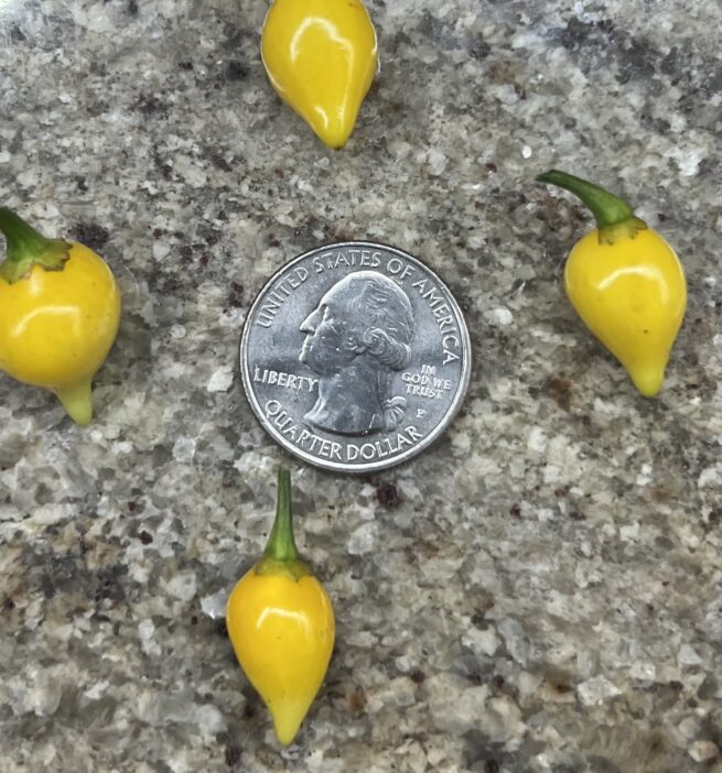 Biquinho Yellow Pepper Seeds | Hot