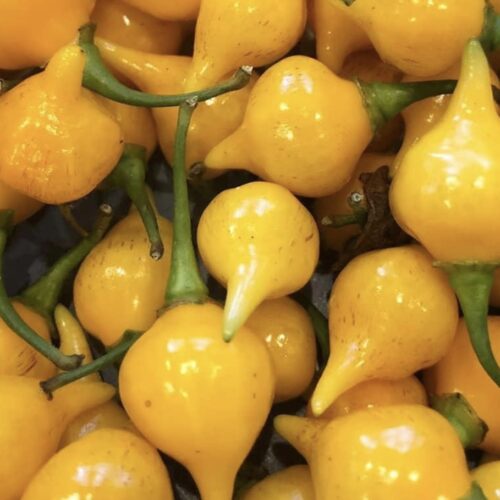 Biquinho Yellow Pepper Seeds | Hot | Organic