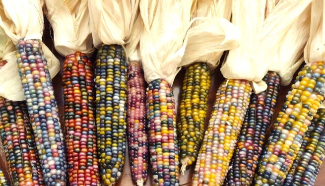 Glass Gem Corn Seeds | Organic