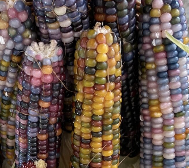 Glass Gem Corn Seeds | Organic