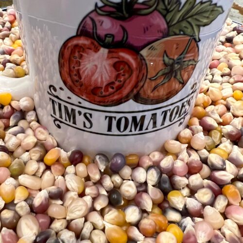 Glass Gem Corn Seeds | Organic