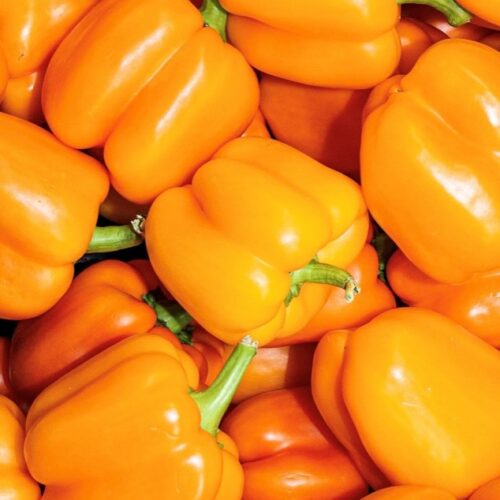 Orange Sun Sweet Pepper Seeds | Organic