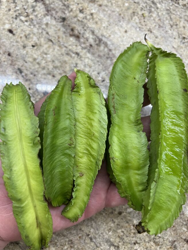 Winged Bean Seeds | Heirloom