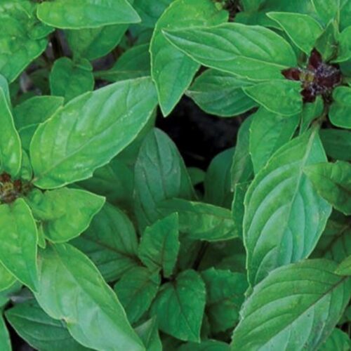 Cinnamon Basil Seeds | Organic