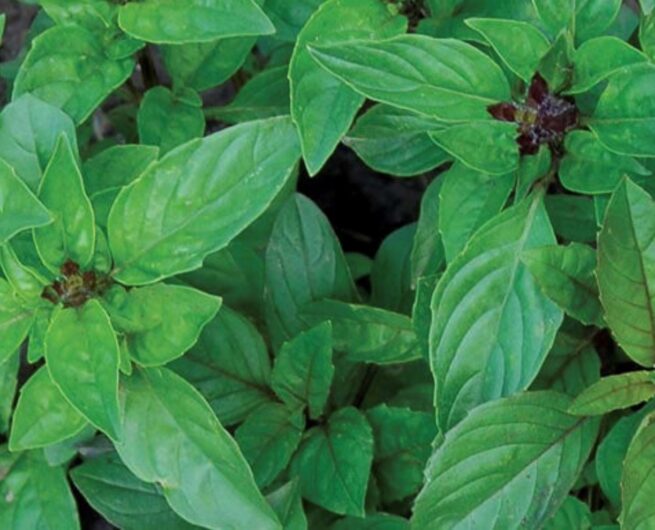 Cinnamon Basil Seeds | Organic