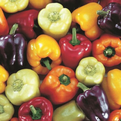 Bell Pepper Collection | Organic Seeds