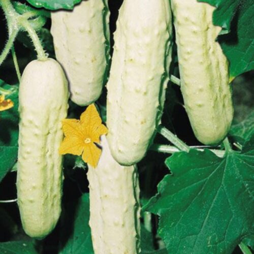 Bianco Lungo Italian Cucumber Seeds | Heirloom | Organic