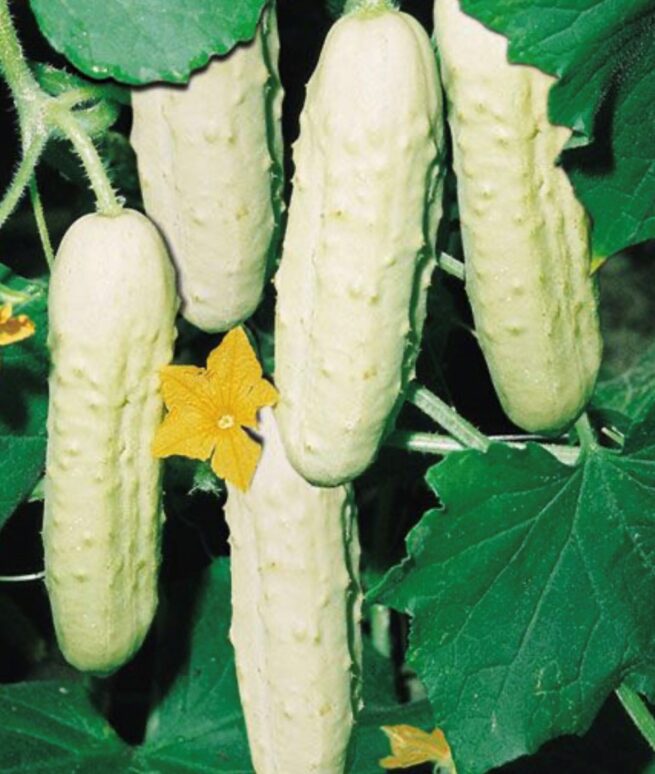 Bianco Lungo Italian Cucumber Seeds | Heirloom | Organic