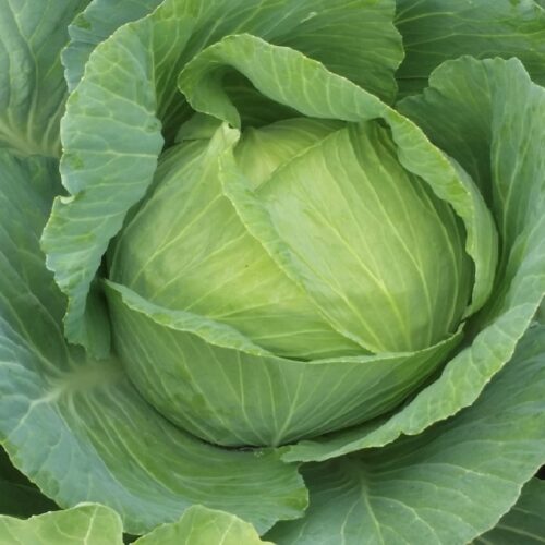 Cabbage