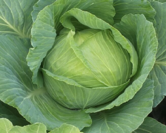 Brunswick Cabbage Seeds | Heirloom | Organic