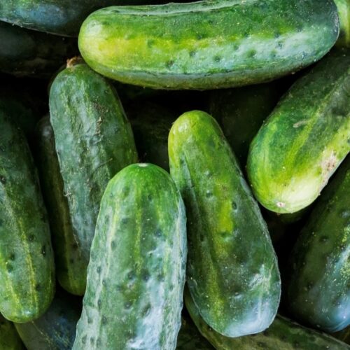 Bush Crop Cucumber Seeds | Organic