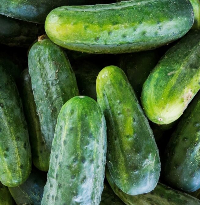 Bush Crop Cucumber Seeds | Organic