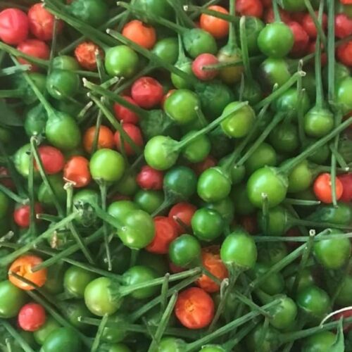 Chiltepin Wild Chile Seeds | Hot | Heirloom | Organic