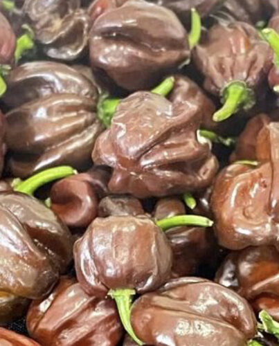 Chocolate Habanero Pepper Seeds | Hot | Organic