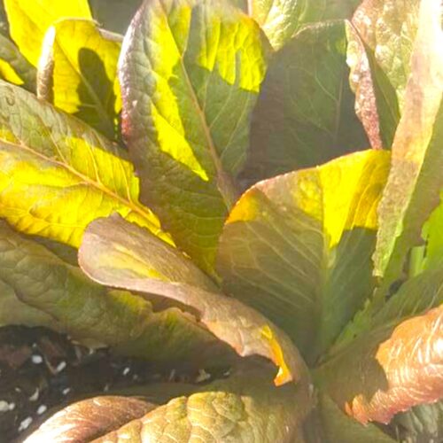 Cimmaron Romaine Lettuce Seeds | Heirloom | Organic