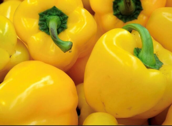 Golden California Wonder Pepper Seeds | Sweet | Heirloom