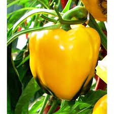 Golden California Wonder Pepper Seeds | Sweet | Heirloom