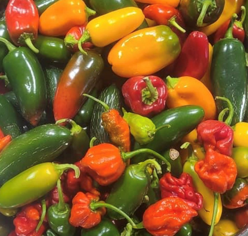 Hot Pepper Mix | Organic Seeds | Tim's Tomatoes