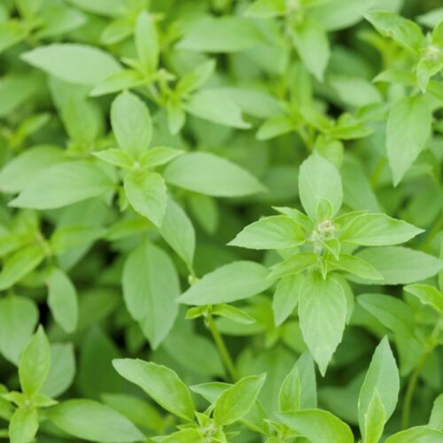 Lemon Basil Seeds | Organic