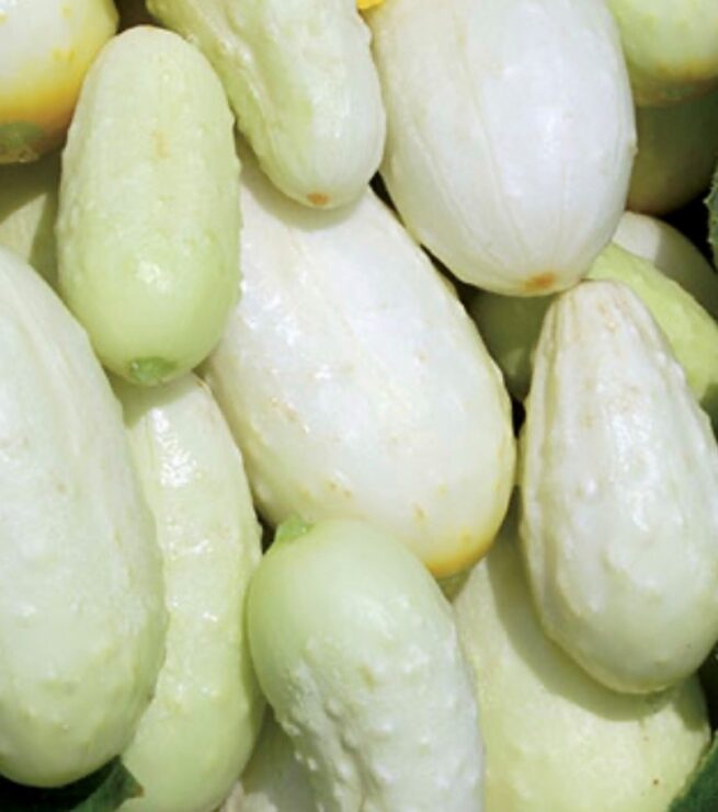 Miniature White Cucumber Seeds | Heirloom | Organic