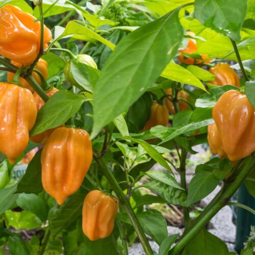 Orange Habanero Pepper Seeds | Hot | Heirloom | Organic