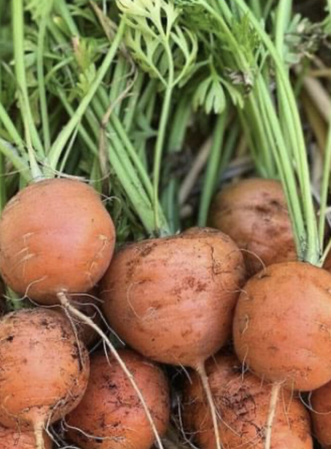 Parisian Carrot Seeds | Heirloom | Organic