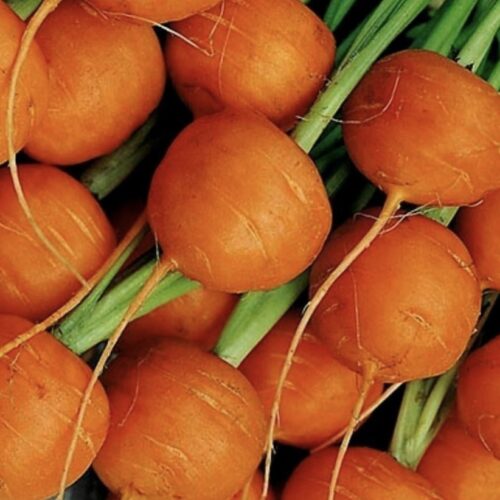 Parisian Carrot Seeds | Heirloom | Organic