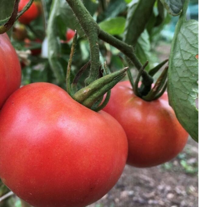 Porter Tomato Seeds | Heirloom | Organic