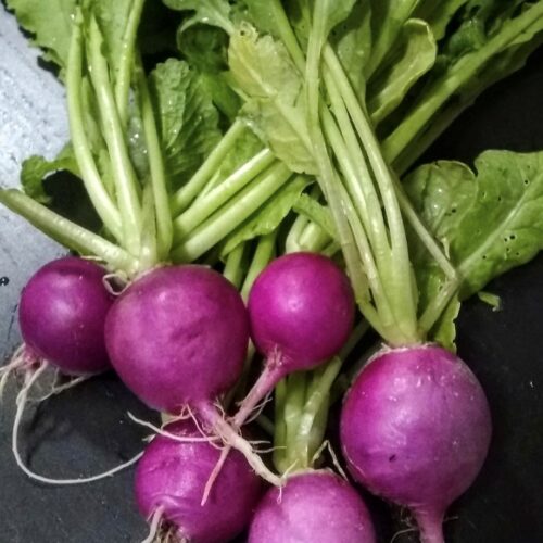 Purple Plum Radish Seeds | Organic