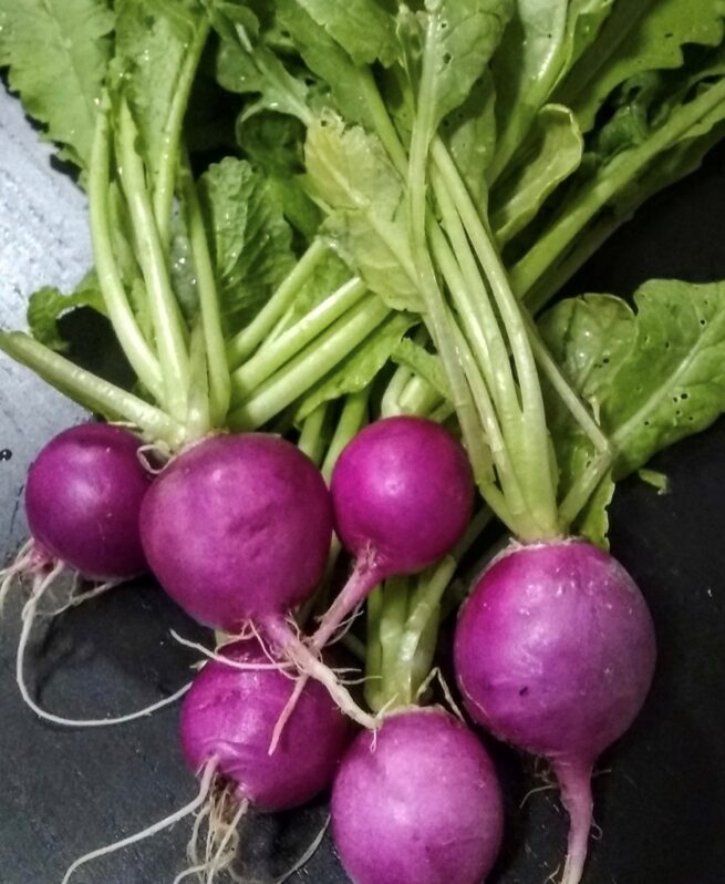 Purple Plum Radish Seeds | Organic