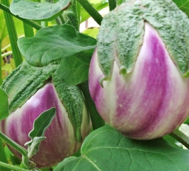 Rosa Bianca Eggplant Seeds | Heirloom | Organic