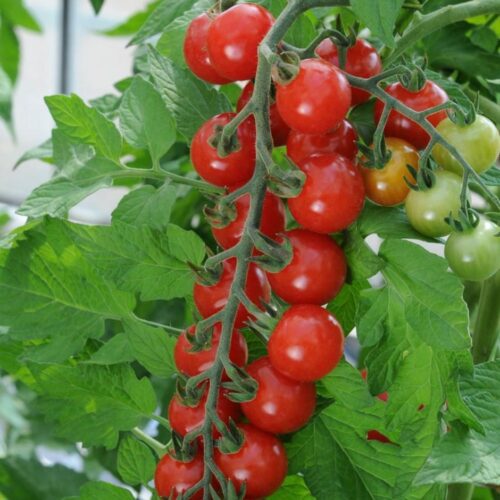 Sweet Chelsea Tomato Seeds | Organic | Heirloom