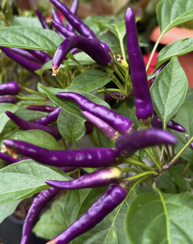 Buena Mulata Pepper Seeds | Hot | Heirloom | Organic